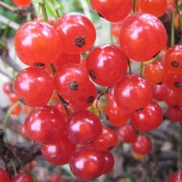 Смородина красная 'Уральские зори'